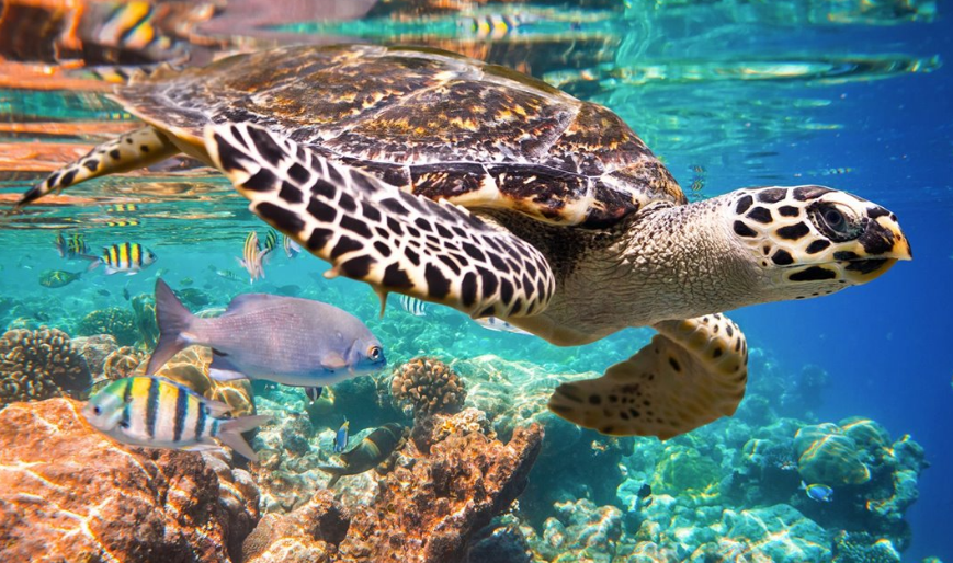 El Ejército lucha por salvar tortugas: alerta marina