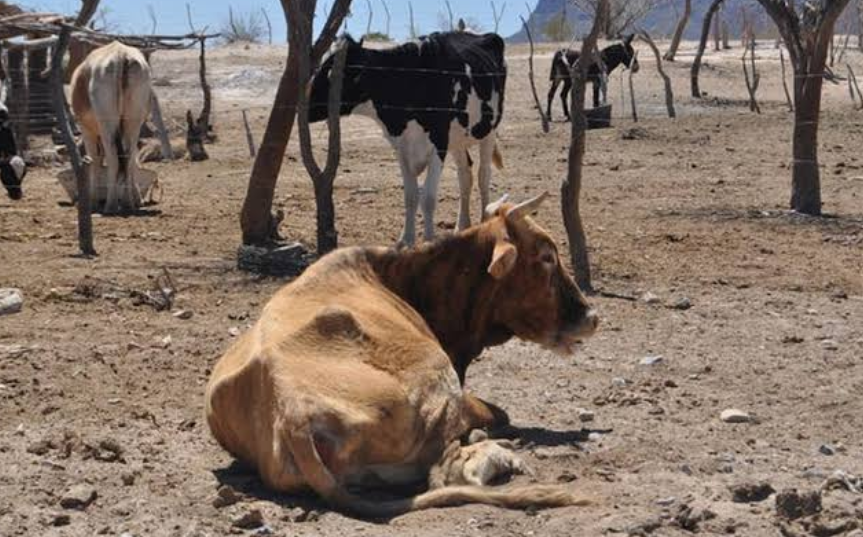 SDA activa programa permanente para combatir sequía
