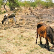 SDA activa programa permanente y sorprende a ganaderos