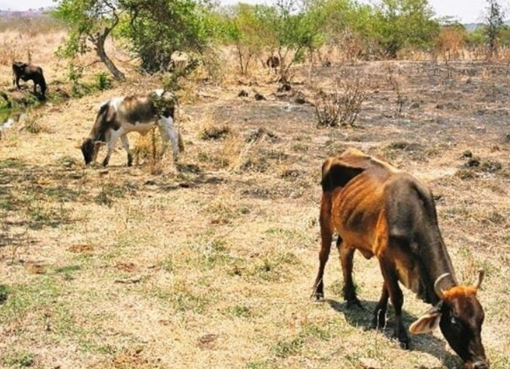 SDA activa programa permanente y sorprende a ganaderos