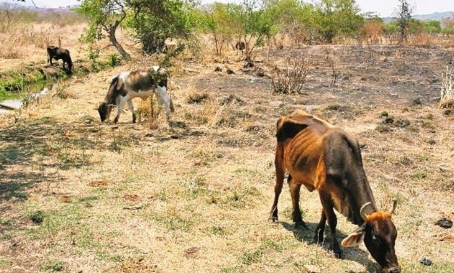SDA activa programa permanente y sorprende a ganaderos