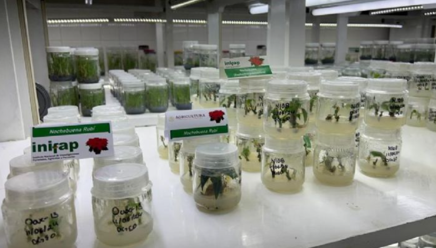 Impacto en la economía y la cultura