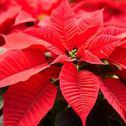 La ciencia y campo transforman la Nochebuena en Campeche