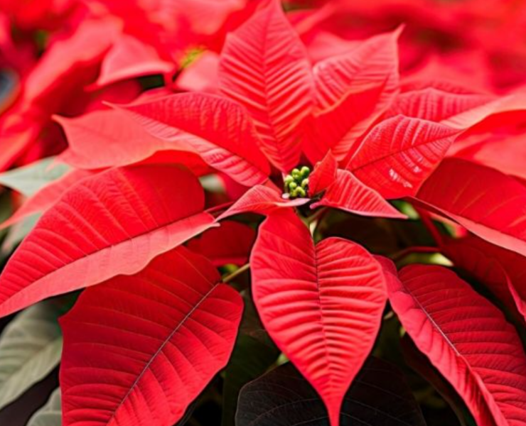 La ciencia y campo transforman la Nochebuena en Campeche