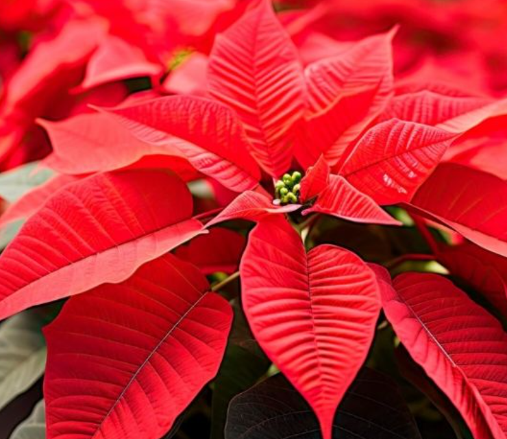 La ciencia y campo transforman la Nochebuena en Campeche