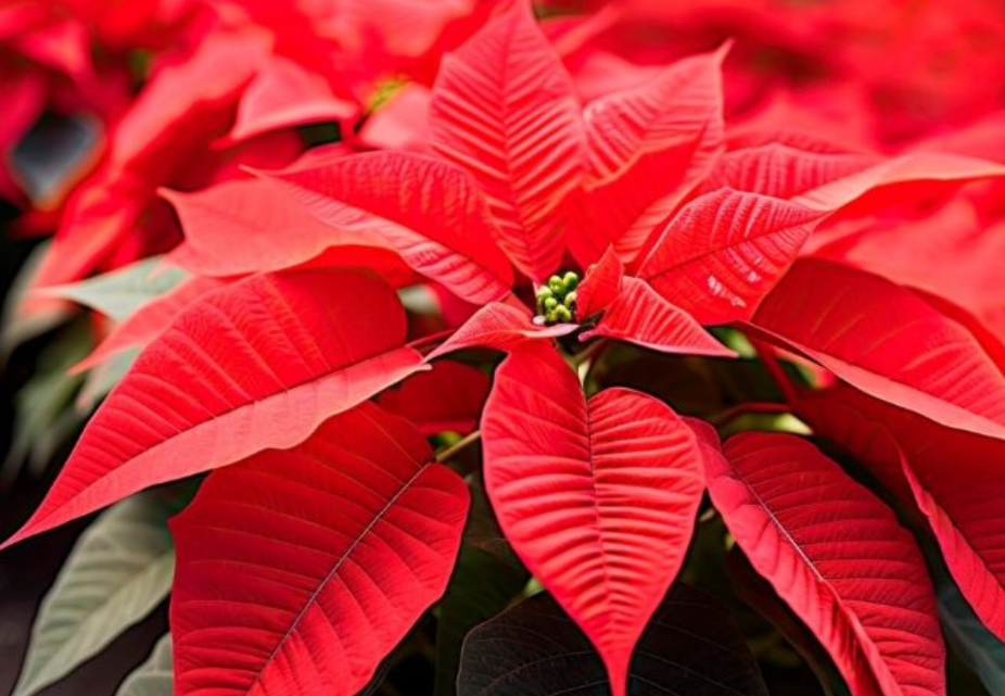 La ciencia y campo transforman la Nochebuena en Campeche