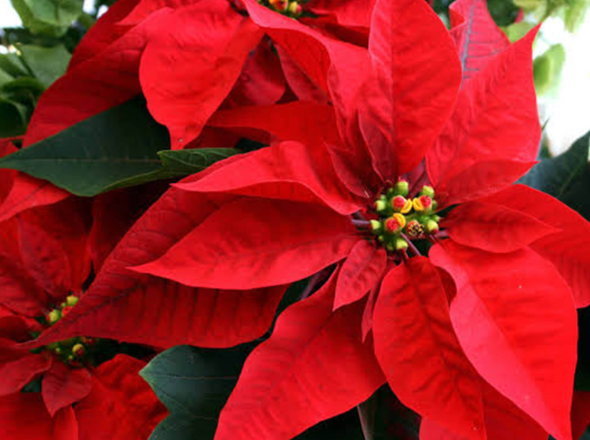 Ciencia y campo transforman la Nochebuena en producción