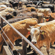 Campeche refuerza vigilancia sanitaria y alerta ganadera