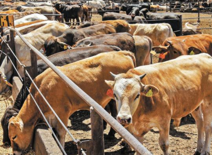 Campeche refuerza vigilancia sanitaria y alerta ganadera