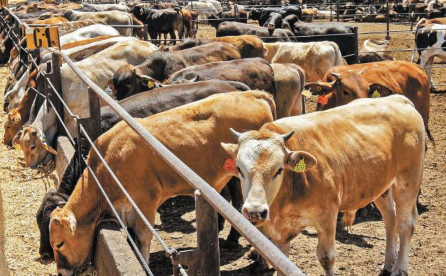 Campeche refuerza vigilancia sanitaria y alerta ganadera