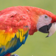 Guacamaya roja esta extinta en Campeche: impacto real