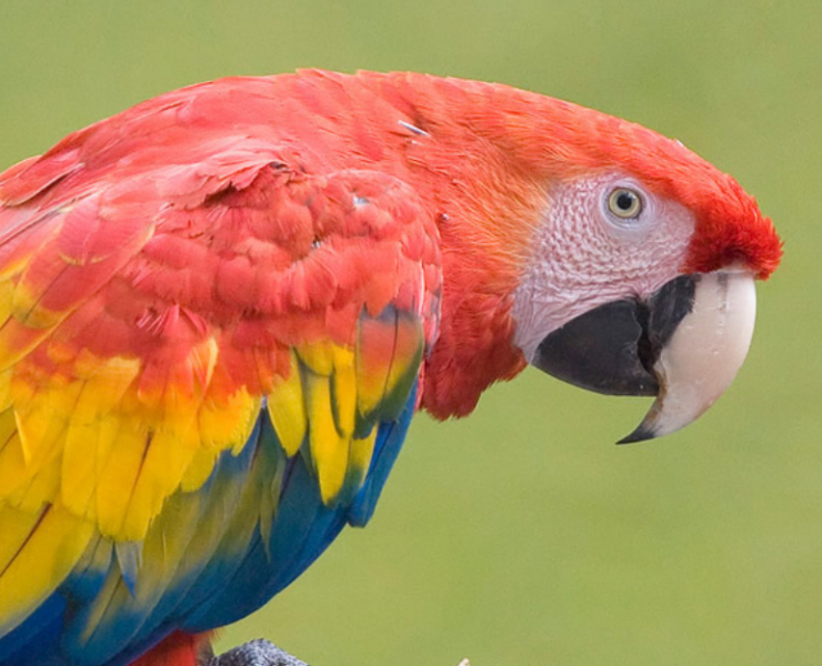 Guacamaya roja esta extinta en Campeche: impacto real