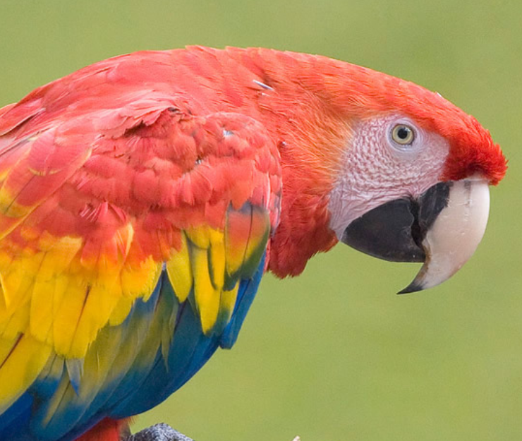 Guacamaya roja esta extinta en Campeche: impacto real
