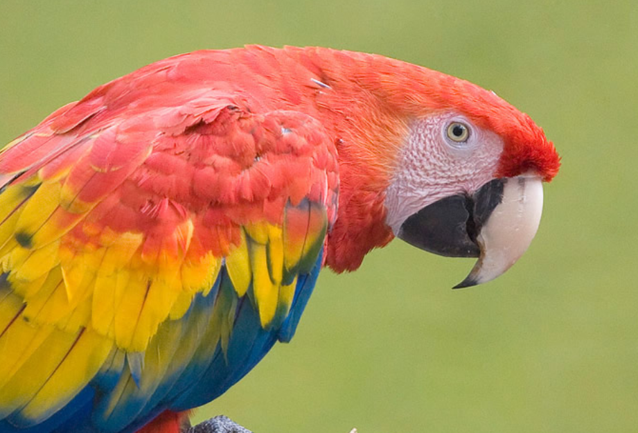 Guacamaya roja esta extinta en Campeche: impacto real