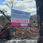 Clausuran predio en Campeche: impactante alarma ambiental