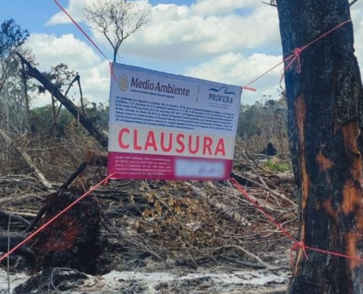 Clausuran predio en Campeche: impactante alarma ambiental