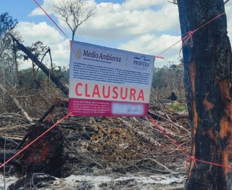 Clausuran predio en Campeche: impactante alarma ambiental