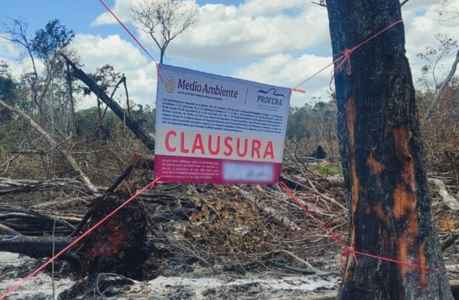 Clausuran predio en Campeche: impactante alarma ambiental