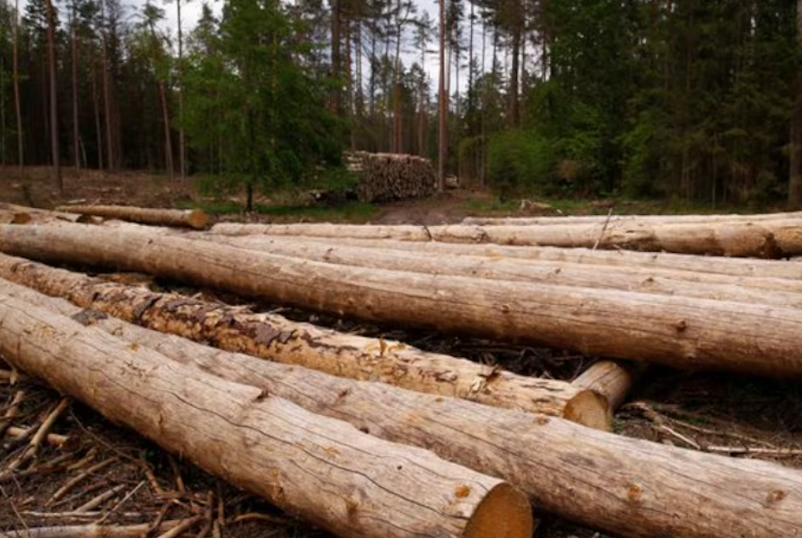 Medidas legales y acciones de Profepa