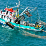 Efectos del derrame de hidrocarburos en Campeche: impacto oculto