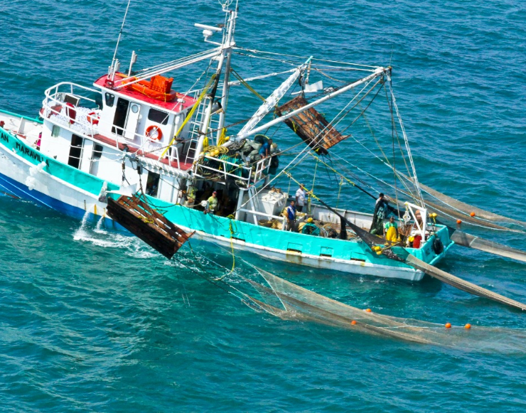 Efectos del derrame de hidrocarburos en Campeche: impacto oculto