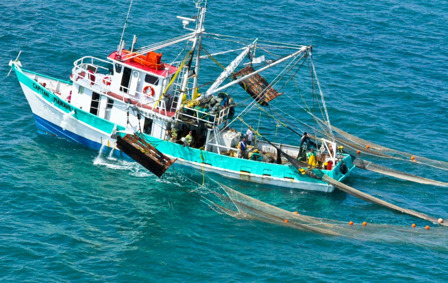 Efectos del derrame de hidrocarburos en Campeche: impacto oculto