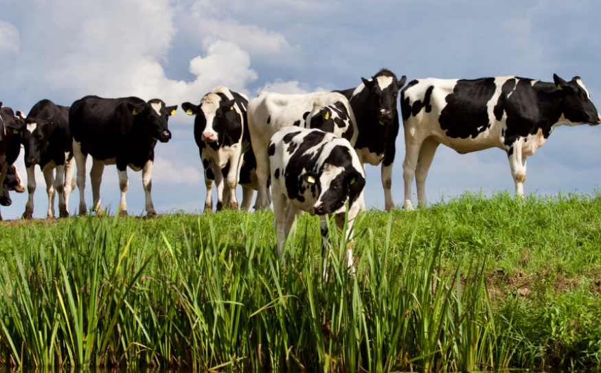 Claves del éxito de la revolución láctea