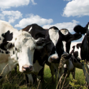 Revolución láctea en Melchor Ocampo sorprende a la industria