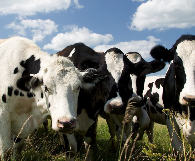 Revolución láctea en Melchor Ocampo sorprende a la industria