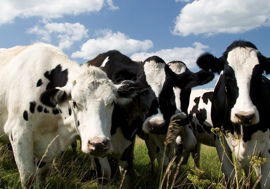 Revolución láctea en Melchor Ocampo sorprende a la industria