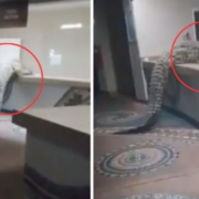 Cocodrilo de 3 metros entra a hotel de lujo y explora la cocina