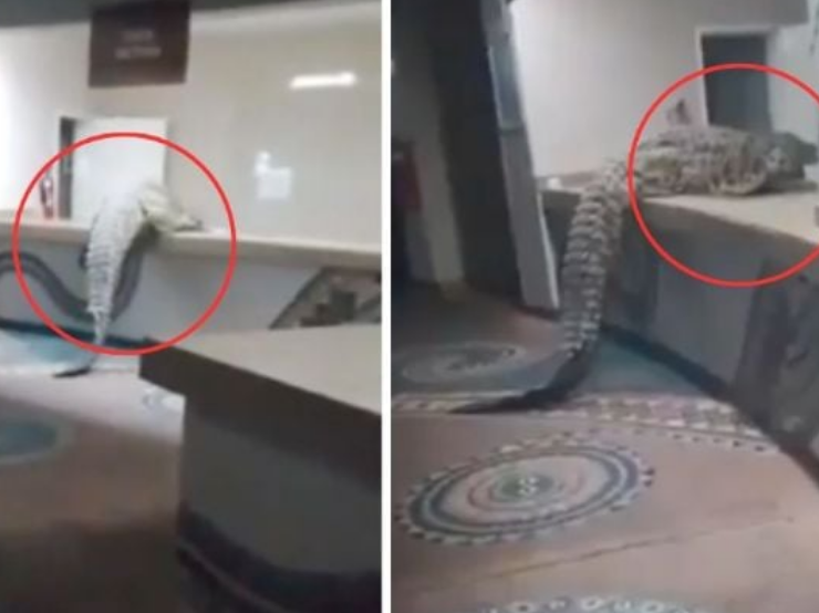 Cocodrilo de 3 metros entra a hotel de lujo y explora la cocina