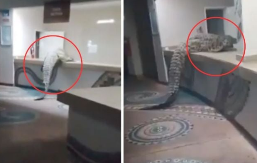 Cocodrilo de 3 metros entra a hotel de lujo y explora la cocina
