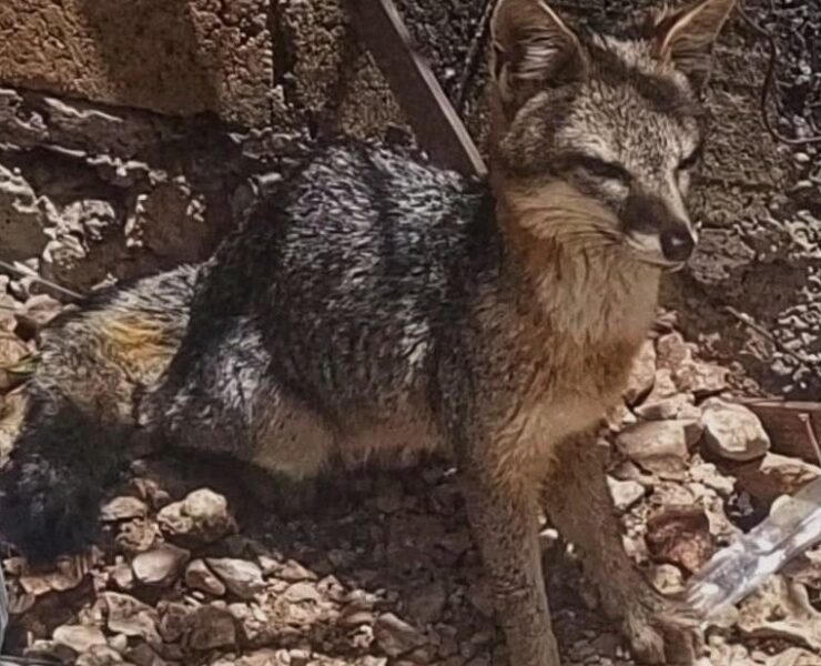 ¡Inesperado rescate! Cría de zorra aparece en predio de Ixil