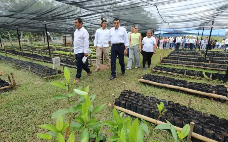 Efecto multiplicador del programa Sembrando Vida transforma comunidades rurales