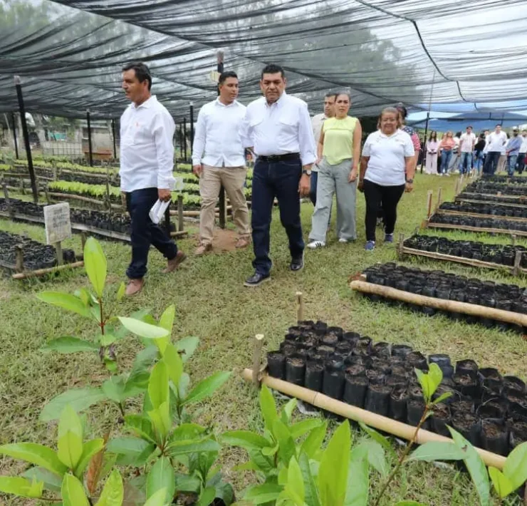 Efecto multiplicador del programa Sembrando Vida transforma comunidades rurales
