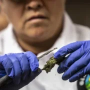 Fentanilo con marihuana en Yucatán alerta silenciosa que preocupa a autoridades