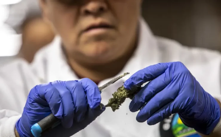 Fentanilo con marihuana en Yucatán alerta silenciosa que preocupa a autoridades