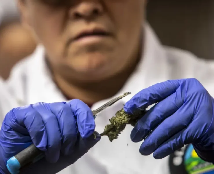 Fentanilo con marihuana en Yucatán alerta silenciosa que preocupa a autoridades