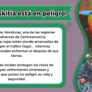 ¡Alerta! La Guacamaya Roja de La Moskitia enfrenta peligro de extinción