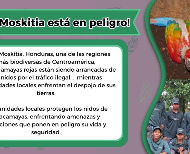 ¡Alerta! La Guacamaya Roja de La Moskitia enfrenta peligro de extinción