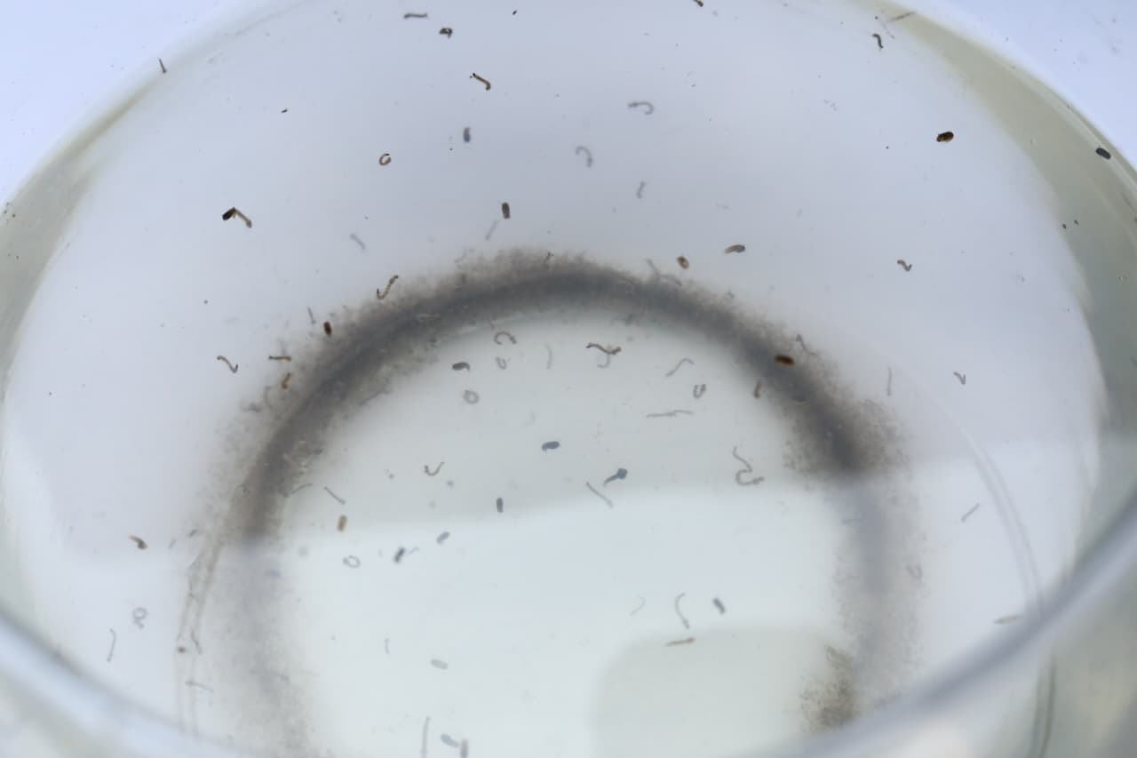 Lluvias atípicas favorecen proliferación del mosquito