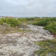 Reforestación obligatoria tras daño ambiental en dunas costeras de Sisal