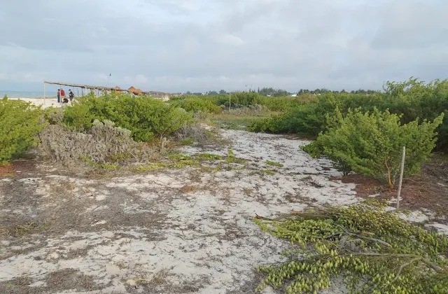 Reforestación obligatoria tras daño ambiental en dunas costeras de Sisal