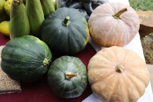 El Efecto multiplicador del programa Sembrando Vida se refleja en comunidades rurales de Tabasco, donde el trabajo colectivo impulsa la economía local y fortalece el bienestar de las familias campesinas.