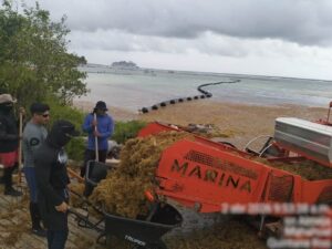 Continúan con la implementación de la Estrategia de Atención al Sargazo
