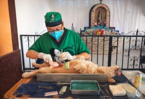 Yucatán impulso fuerte control de perros y gatos: 1,029 cirugías y 16,314 vacunas antirrábicas