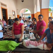 Yucatán impulso fuerte control de perros y gatos: 1,029 cirugías y 16,314 vacunas antirrábicas