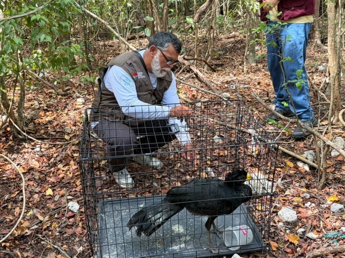 Liberan hocofaisán tras rescate en Cancún
