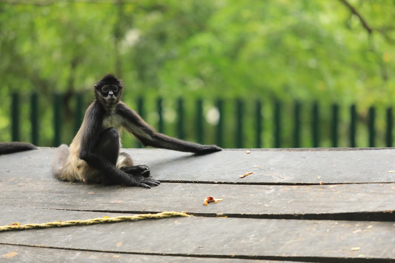 Bienestar animal y turismo sostenible